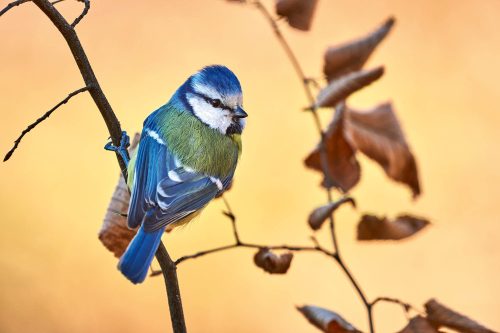 Vlies Fotótapéta - Blue tit perched on a small branch - 375x250 cm