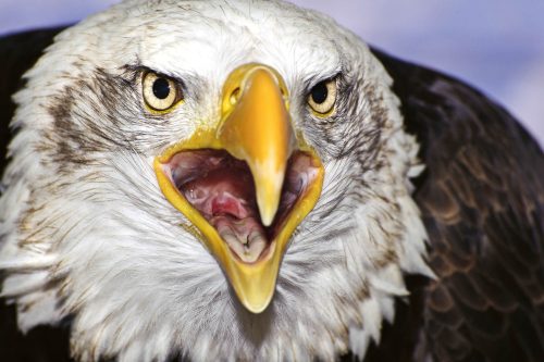 Vlies Fotótapéta - American bald eagle - 375x250 cm