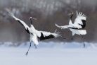 DANCING PAIR OF RED-CROWNED CRANE fotótapéta, poszter, vlies alapanyag, 375x250 cm