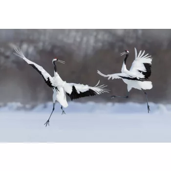   DANCING PAIR OF RED-CROWNED CRANE fotótapéta, poszter, vlies alapanyag, 375x250 cm