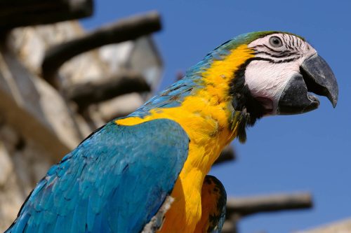 Vlies Fotótapéta - Blue-yellow macaw parrot - 375x250 cm