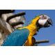 Vlies Fotótapéta - Blue-yellow macaw parrot - 375x250 cm