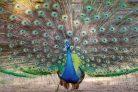 PEACOCK SHOWING ITS BEAUTIFUL FEATHERS fotótapéta, poszter, vlies alapanyag, 375x250 cm