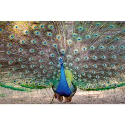   PEACOCK SHOWING ITS BEAUTIFUL FEATHERS fotótapéta, poszter, vlies alapanyag, 375x250 cm