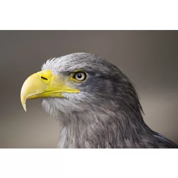 Vlies Fotótapéta - Eagel - 375x250 cm