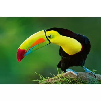 Vlies Fotótapéta - Rainbow-billed toucan - 375x250 cm