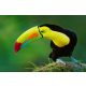 Vlies Fotótapéta - Rainbow-billed toucan - 375x250 cm