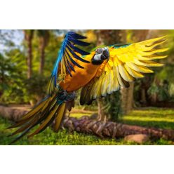 Vlies Fotótapéta - Beautiful colourful parrot - 375x250 cm