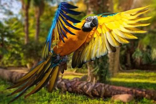 Vlies Fotótapéta - Beautiful colourful parrot - 375x250 cm