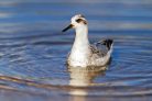 Vlies Fotótapéta - Phalarope swims among the lake - 375x250 cm