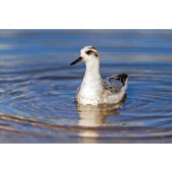   Vlies Fotótapéta - Phalarope swims among the lake - 375x250 cm