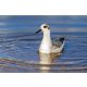 Vlies Fotótapéta - Phalarope swims among the lake - 375x250 cm