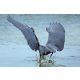 Vlies Fotótapéta - Reddish egret plunging - 375x250 cm