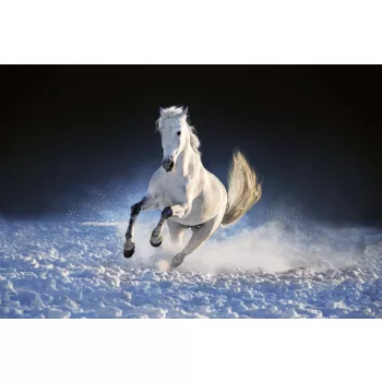 Vlies Fotótapéta - White horse run in snow - 375x250 cm