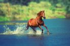 Vlies Fotótapéta - Red horse is running across lake - 375x250 cm