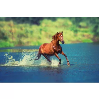   Vlies Fotótapéta - Red horse is running across lake - 375x250 cm