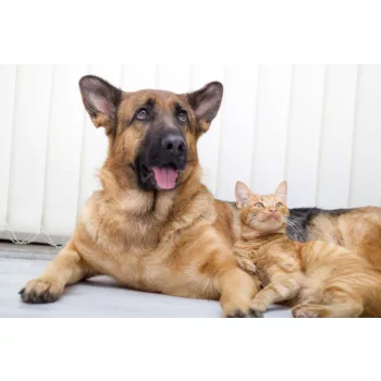 Vlies Fotótapéta - Cat and dog together - 375x250 cm