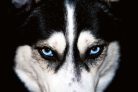 BLUE EYES HUSKY fotótapéta, poszter, vlies alapanyag, 375x250 cm