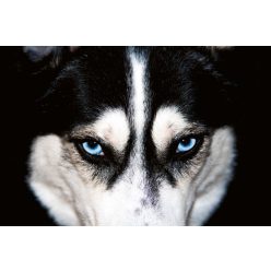   BLUE EYES HUSKY fotótapéta, poszter, vlies alapanyag, 375x250 cm