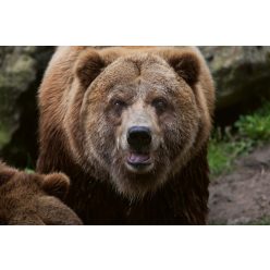 Vlies Fotótapéta - Mainland grizzly - 375x250 cm