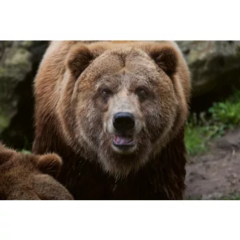 Vlies Fotótapéta - Mainland grizzly - 375x250 cm