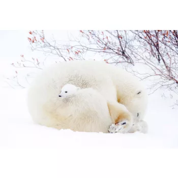   POLAR BEARS fotótapéta, poszter, vlies alapanyag, 375x250 cm