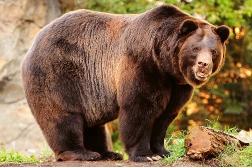 Vlies Fotótapéta - Alaskan brown bear - 375x250 cm