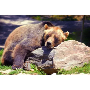 Vlies Fotótapéta - Grizzly bear sleeping - 375x250 cm