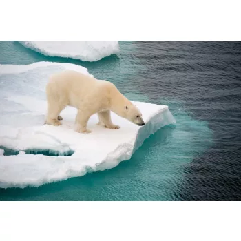 Vlies Fotótapéta - Polar bear walking on sea - 375x250 cm
