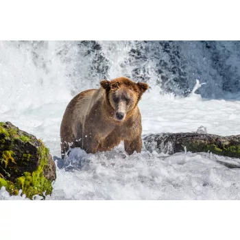   Vlies Fotótapéta - Brown bear standing in the river - 375x250 cm