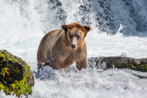 Vlies Fotótapéta - Brown bear standing in the river - 375x250 cm