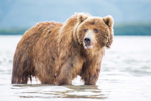 Vlies Fotótapéta - Bear looks for fish - 375x250 cm