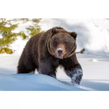 Vlies Fotótapéta - Wild big brown bear  - 375x250 cm