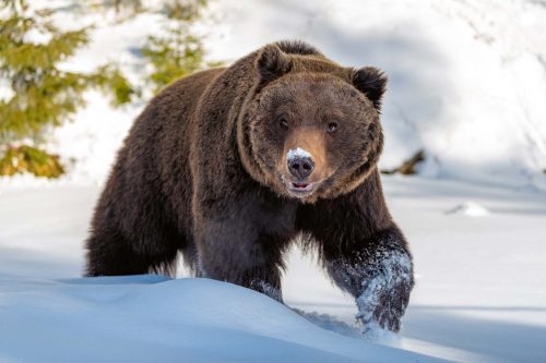 Vlies Fotótapéta - Wild big brown bear  - 375x250 cm