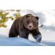 Vlies Fotótapéta - Wild big brown bear  - 375x250 cm