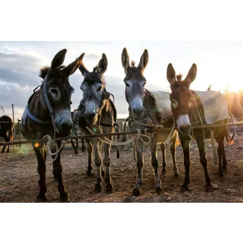 Vlies Fotótapéta - Donkey Farm - 375x250 cm