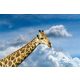 Vlies Fotótapéta - Giraffes in Kruger park - 375x250 cm