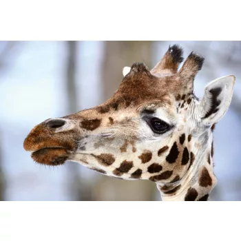 Vlies Fotótapéta - Giraffa camelopardalis - 375x250 cm