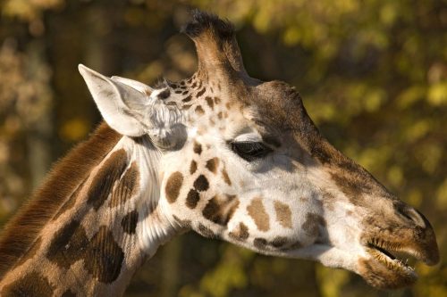 Vlies Fotótapéta - Giraffa camelopardalis - 375x250 cm