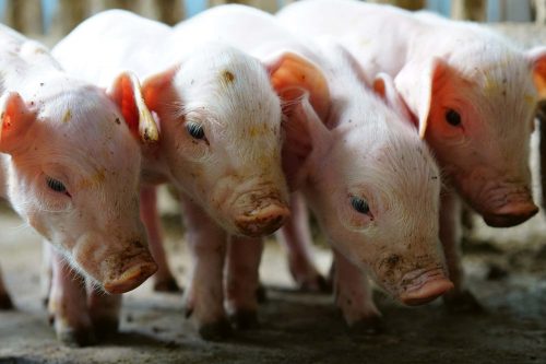 SMALL PIGS IN THE FARM fotótapéta, poszter, vlies alapanyag, 375x250 cm