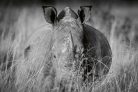 Vlies Fotótapéta - Rhino in the high grass - 375x250 cm