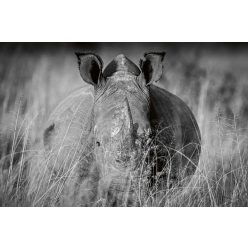 Vlies Fotótapéta - Rhino in the high grass - 375x250 cm