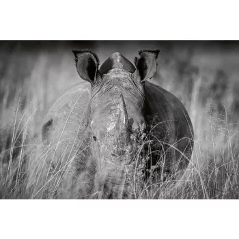 Vlies Fotótapéta - Rhino in the high grass - 375x250 cm