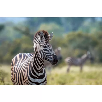 Vlies Fotótapéta - Zebra portrait - 375x250 cm