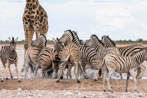 Vlies Fotótapéta - Giraffes and Zebras - 375x250 cm