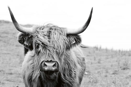 SCOTTISH COW fotótapéta, poszter, vlies alapanyag, 375x250 cm