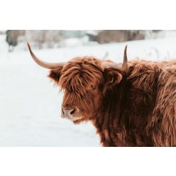 Vlies Fotótapéta - Highland cattle brown cow - 375x250 cm