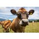 CHEWING COW LOOKING SURPRISINGLY STRAIGHT fotótapéta, poszter, vlies alapanyag, 375x250 cm