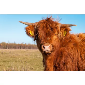   Vlies Fotótapéta - Highland cow with long hair - 375x250 cm