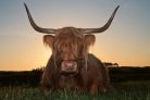 Vlies Fotótapéta - Scottish highlander cow - 375x250 cm